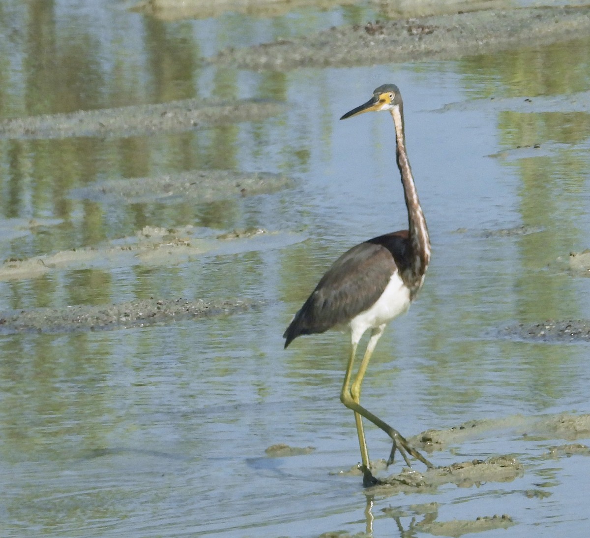 Tricolored Heron - Susan Fleck