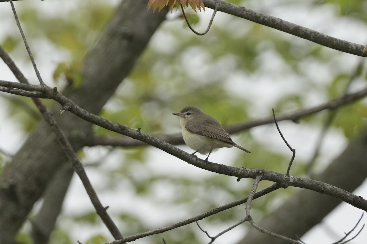 Warbling Vireo - ML618336077