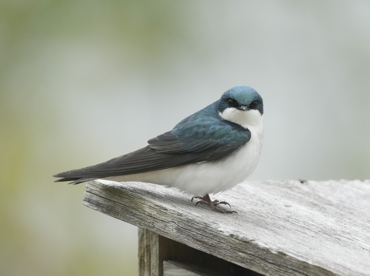 Tree Swallow - ML618336078