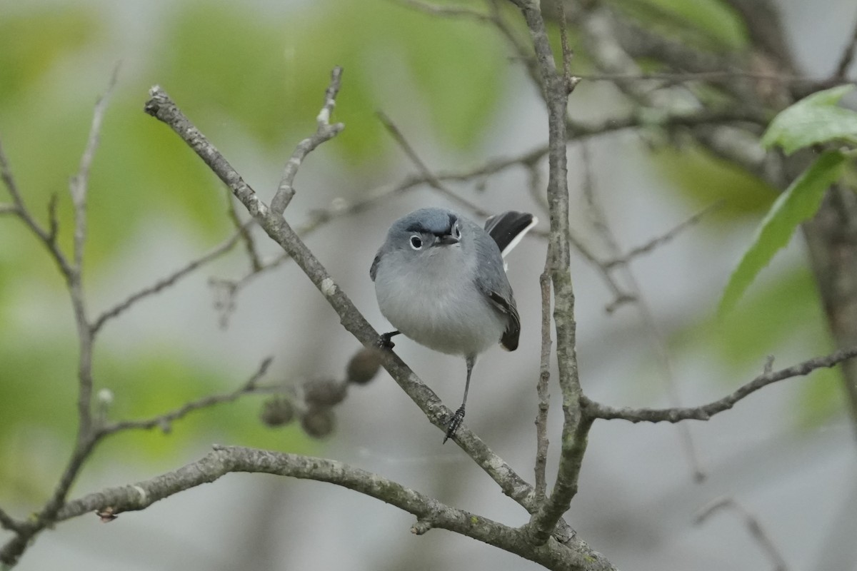 Blue-gray Gnatcatcher - ML618336098