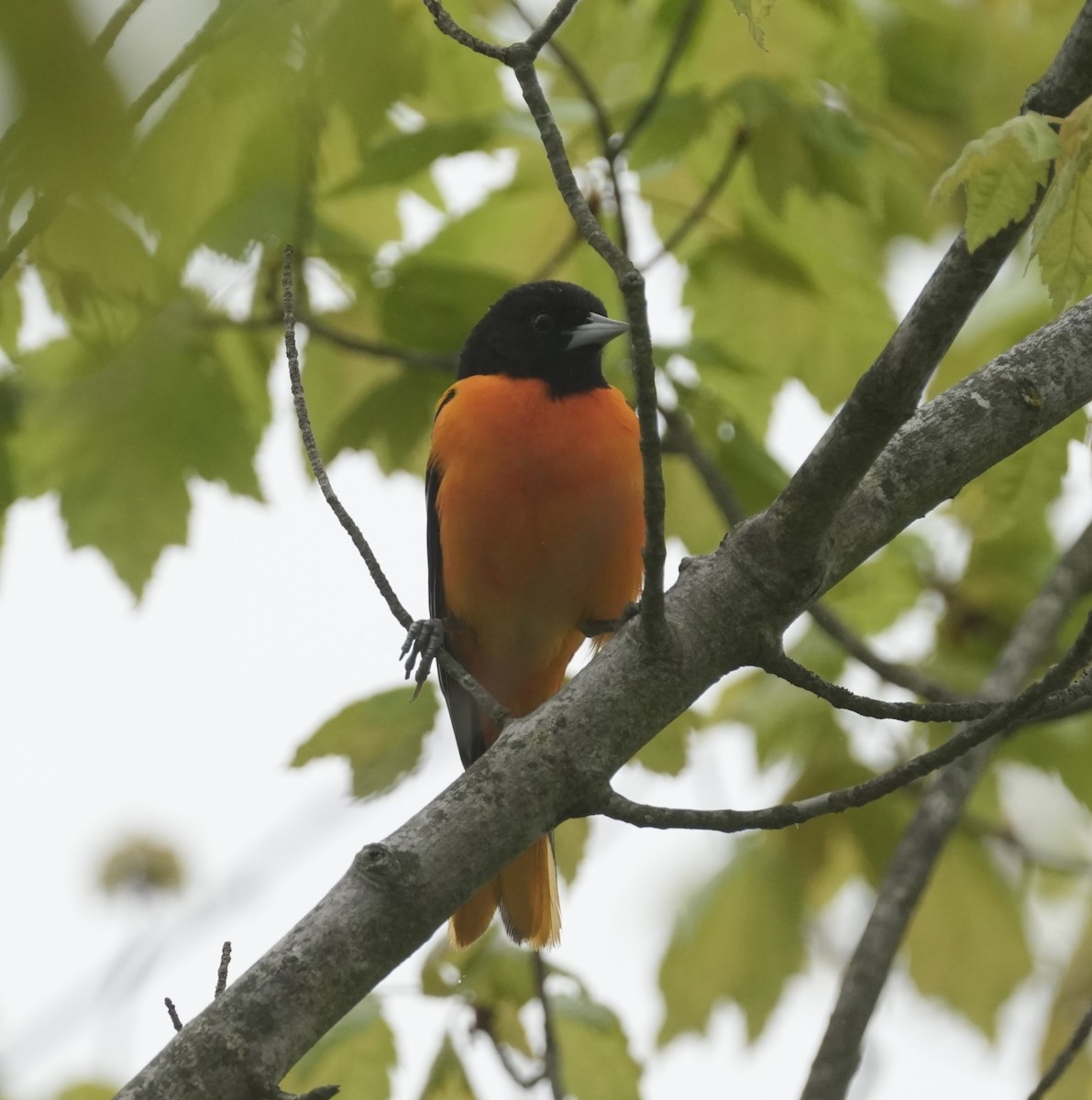 Baltimore Oriole - ML618336100