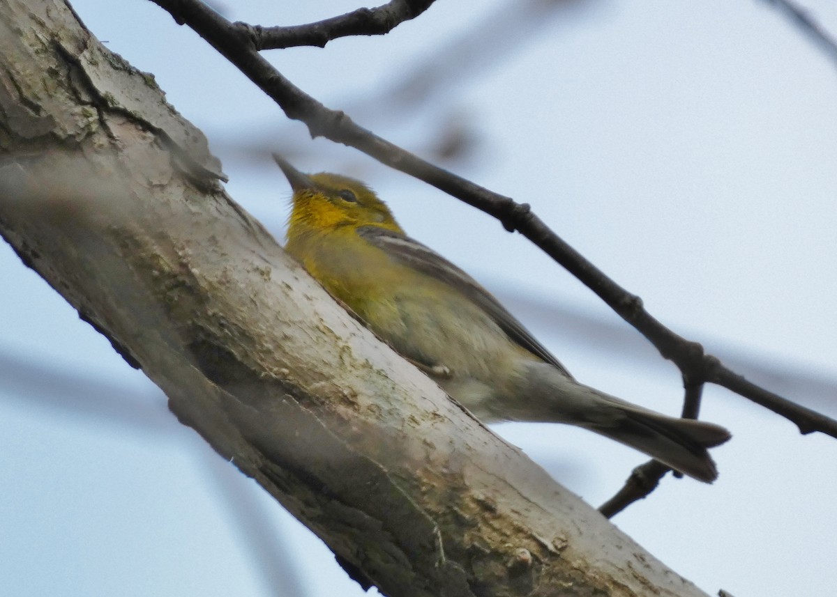 Pine Warbler - David Assmann