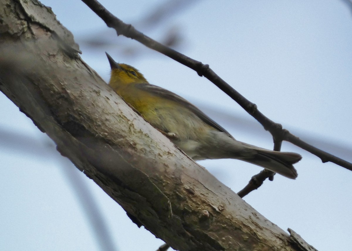 Pine Warbler - David Assmann