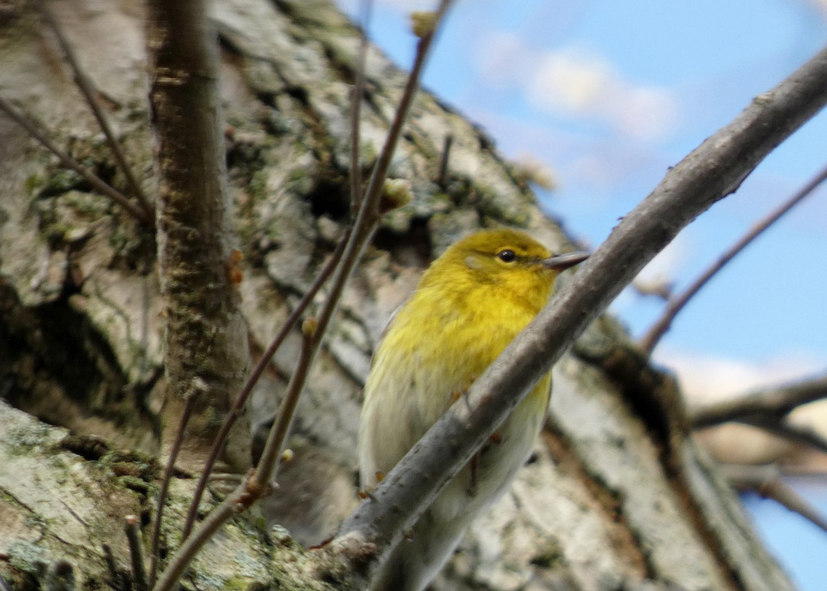 Pine Warbler - ML618336171