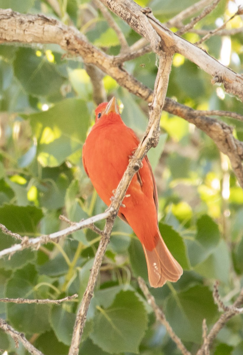 Summer Tanager - Cheryl Fallstead