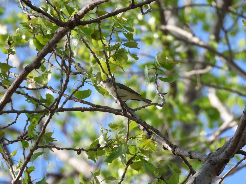 Warbling Vireo - Monica Rose