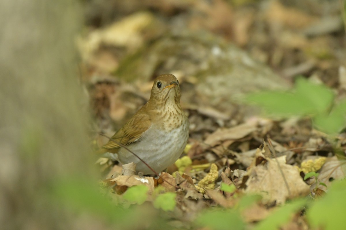 Veery - D Denner