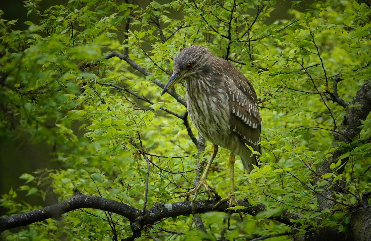 Black-crowned Night Heron - ML618336297