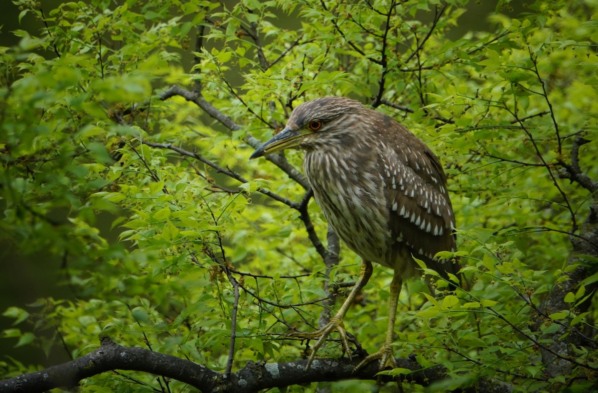 Black-crowned Night Heron - ML618336301