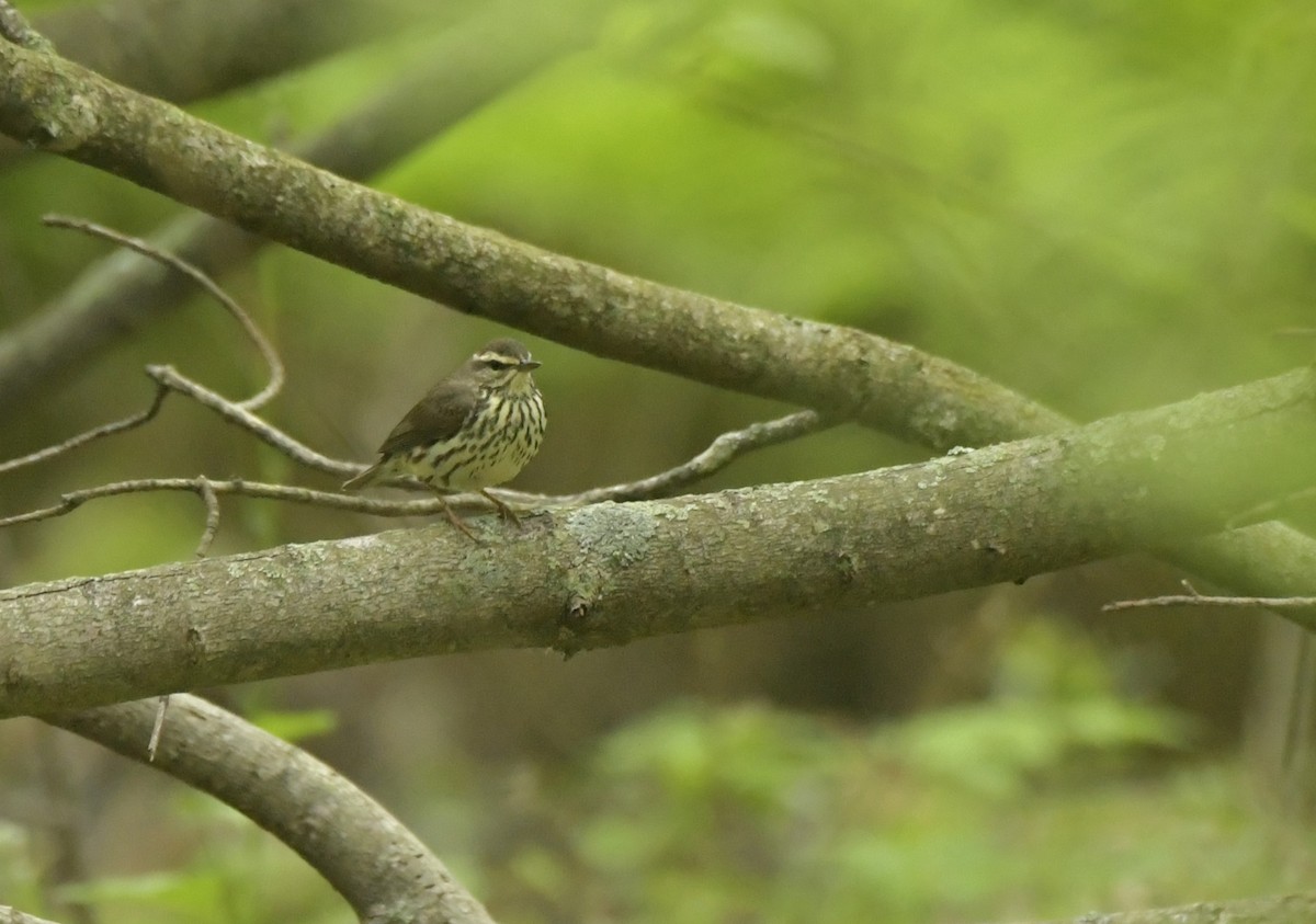 Drosselwaldsänger - ML618336330