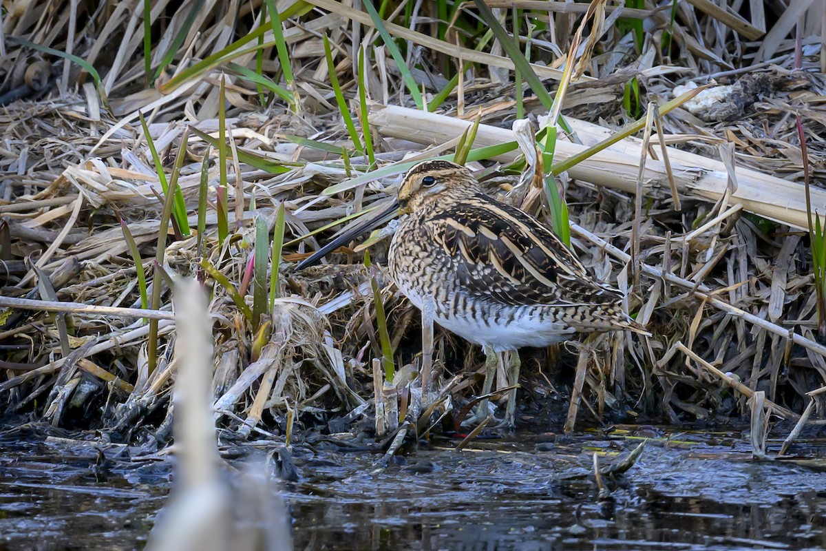 Common Snipe - ML618336337