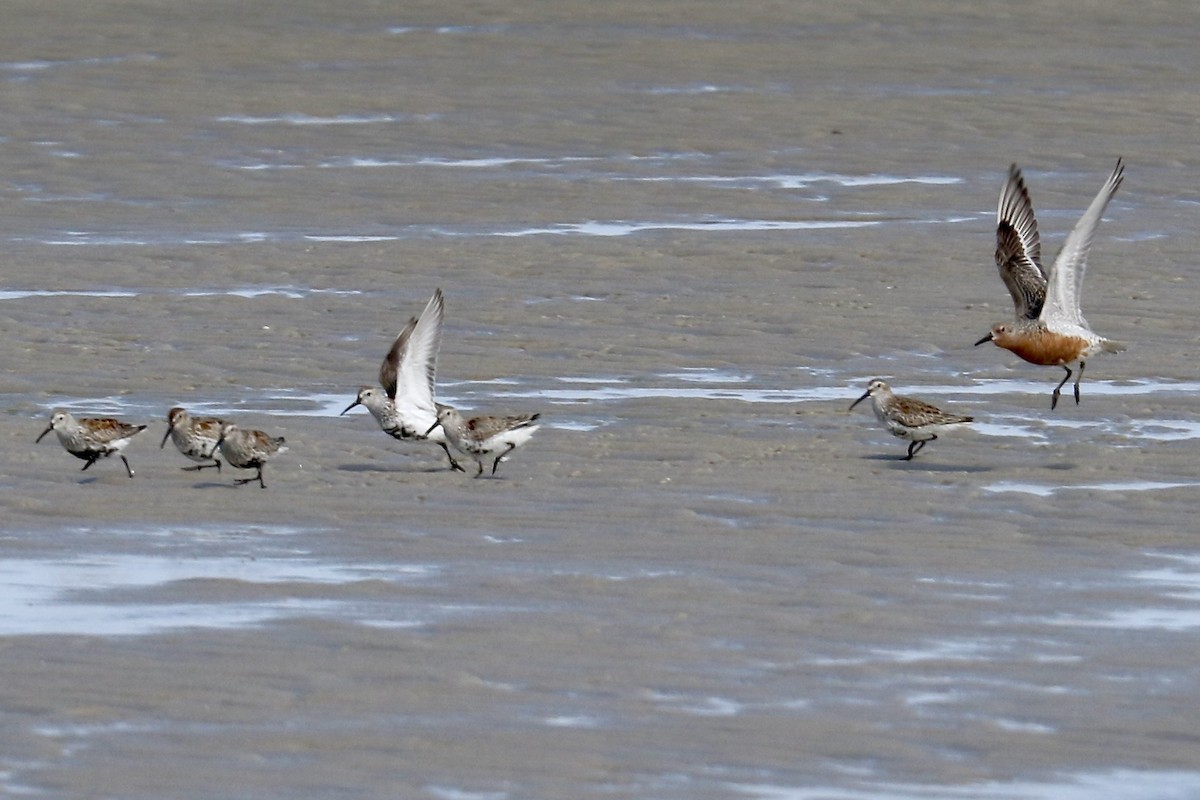 Red Knot - ML618336338