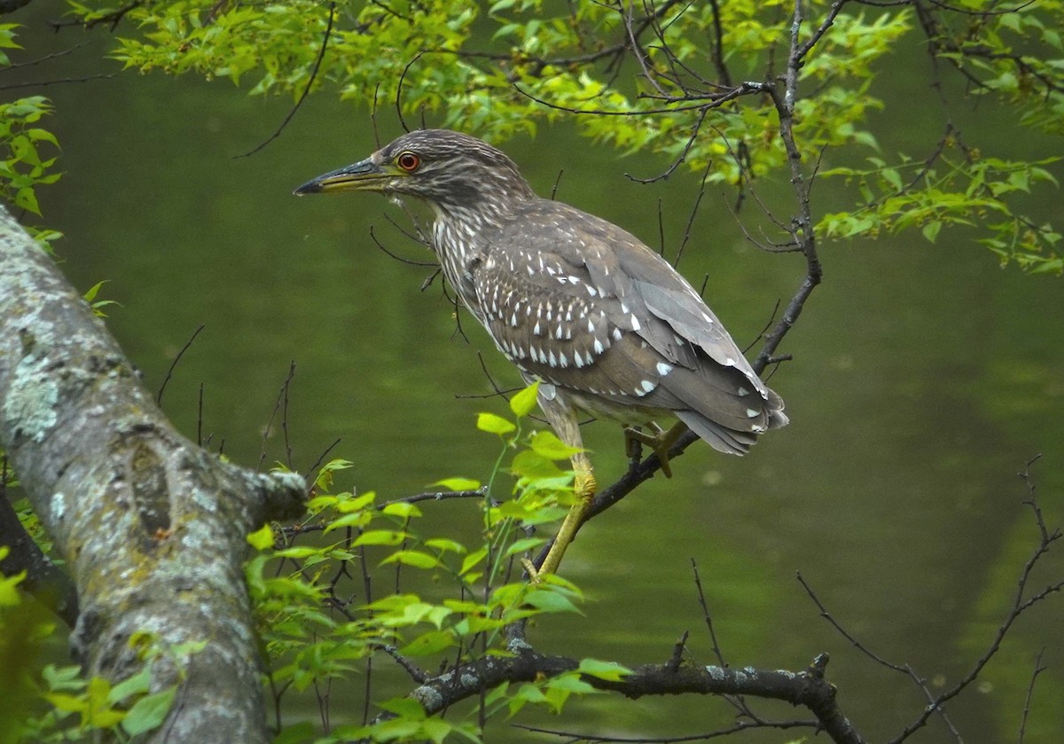 Black-crowned Night Heron - ML618336355