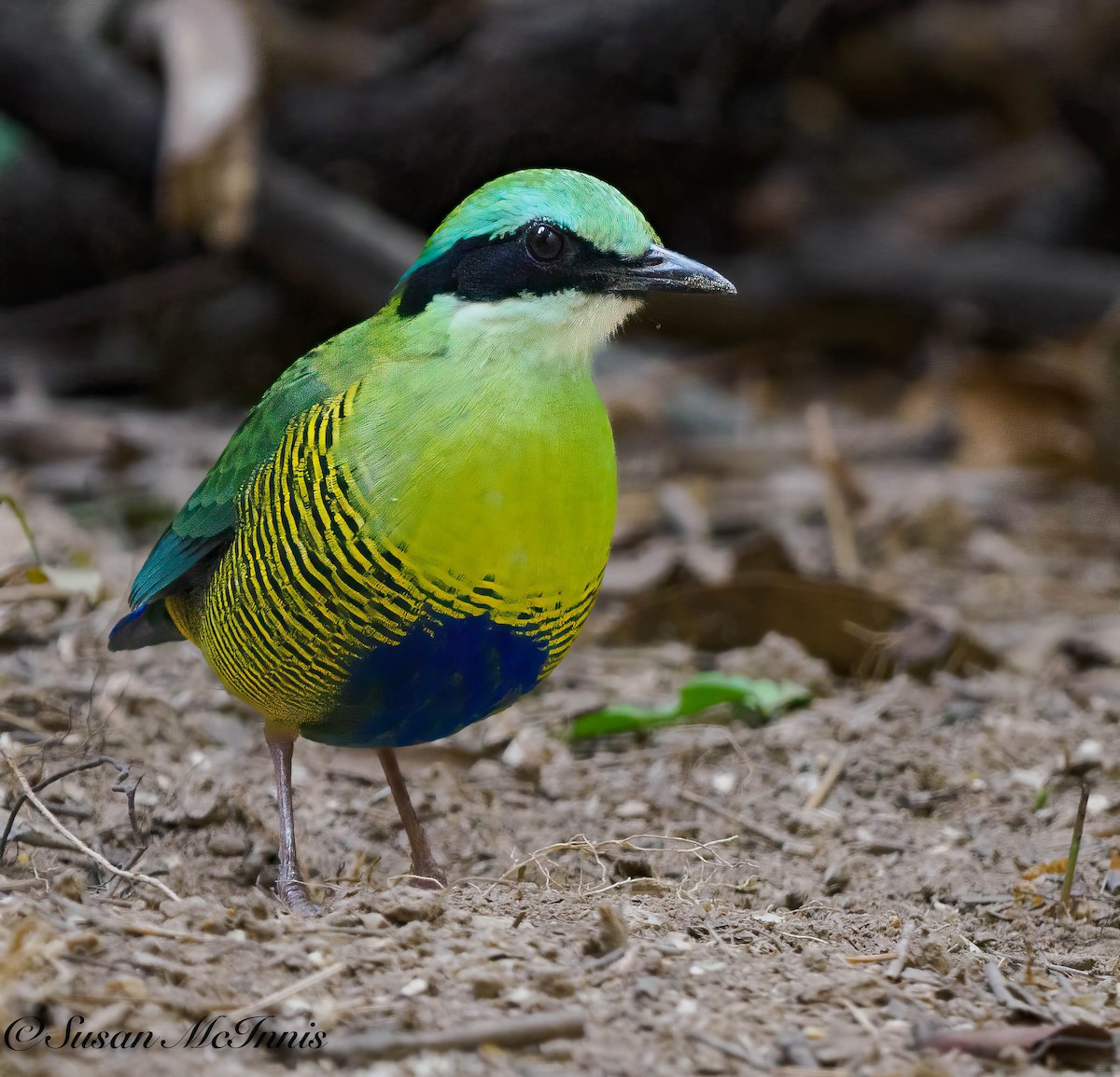 Bar-bellied Pitta - Susan Mac