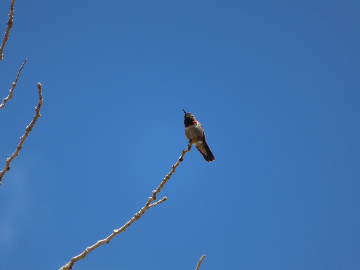 Broad-tailed Hummingbird - ML618336395