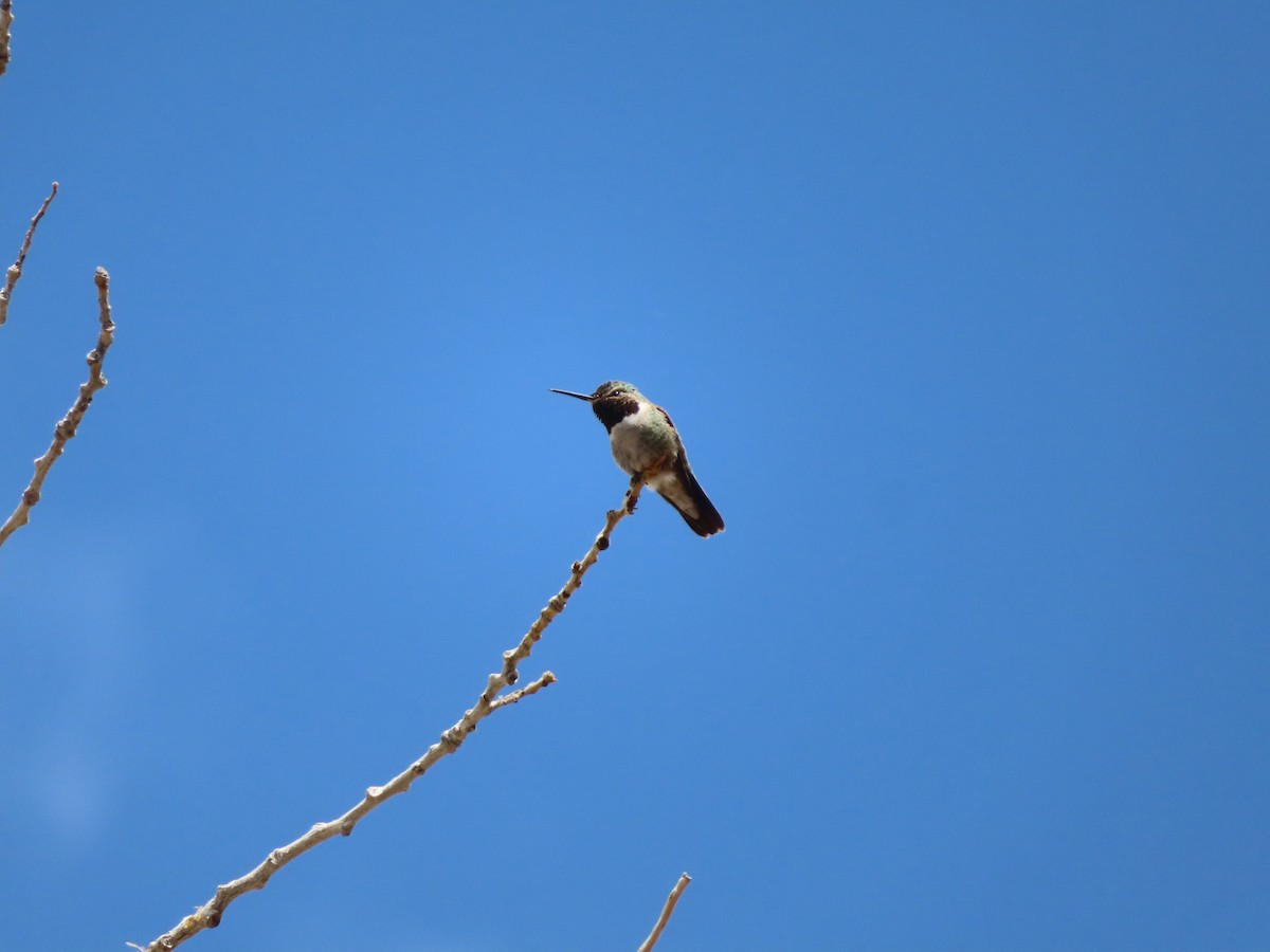 Broad-tailed Hummingbird - ML618336397