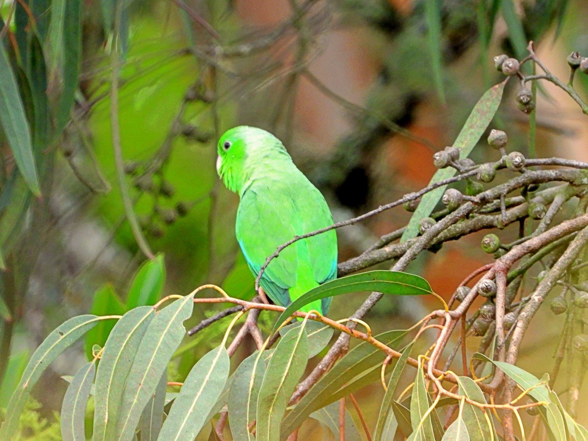 Green-rumped Parrotlet - Manuel Pérez R.