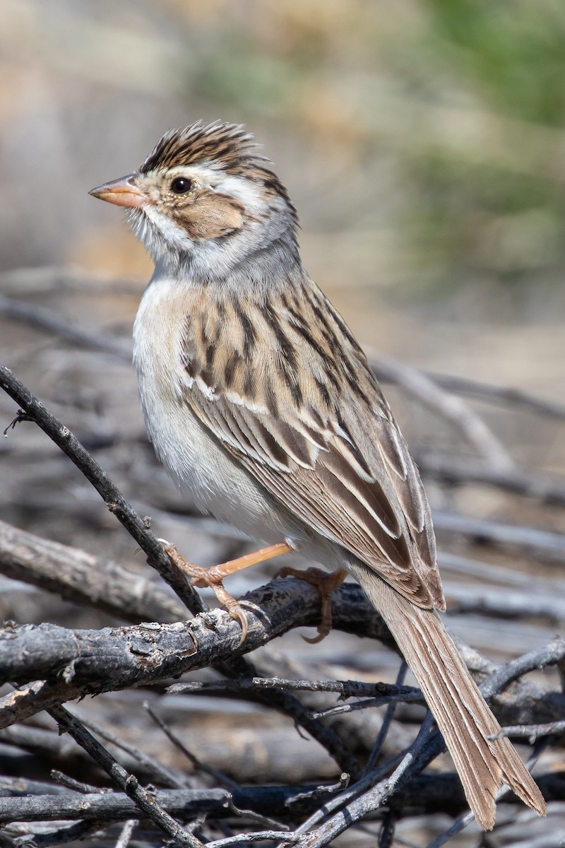 Clay-colored Sparrow - Adam Kaningher