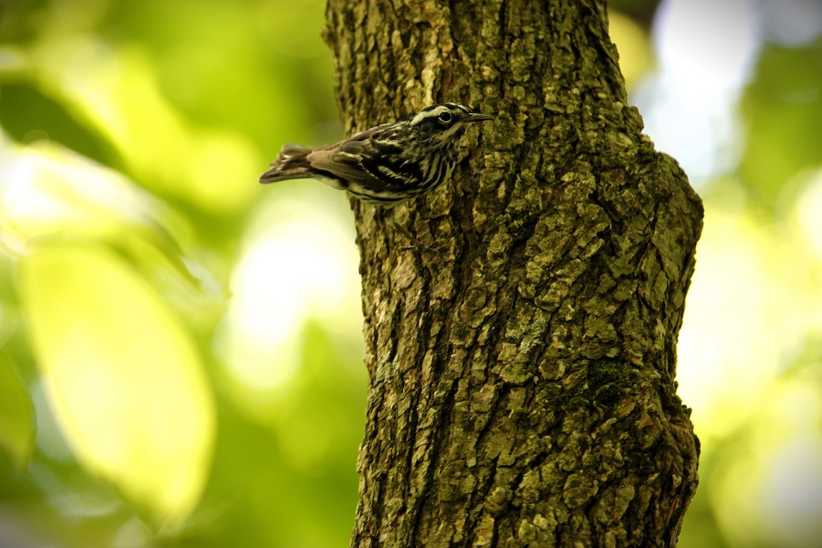 Black-and-white Warbler - Christine McCluskey