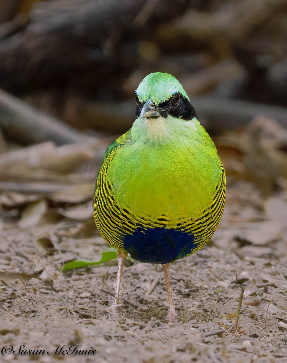 Bar-bellied Pitta - Susan Mac