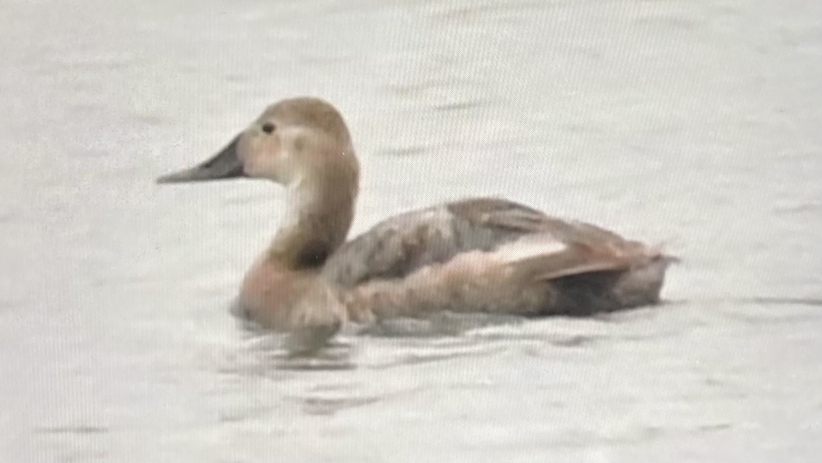 Canvasback - Terry Goode