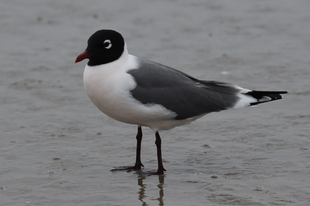 Franklin's Gull - ML618336567