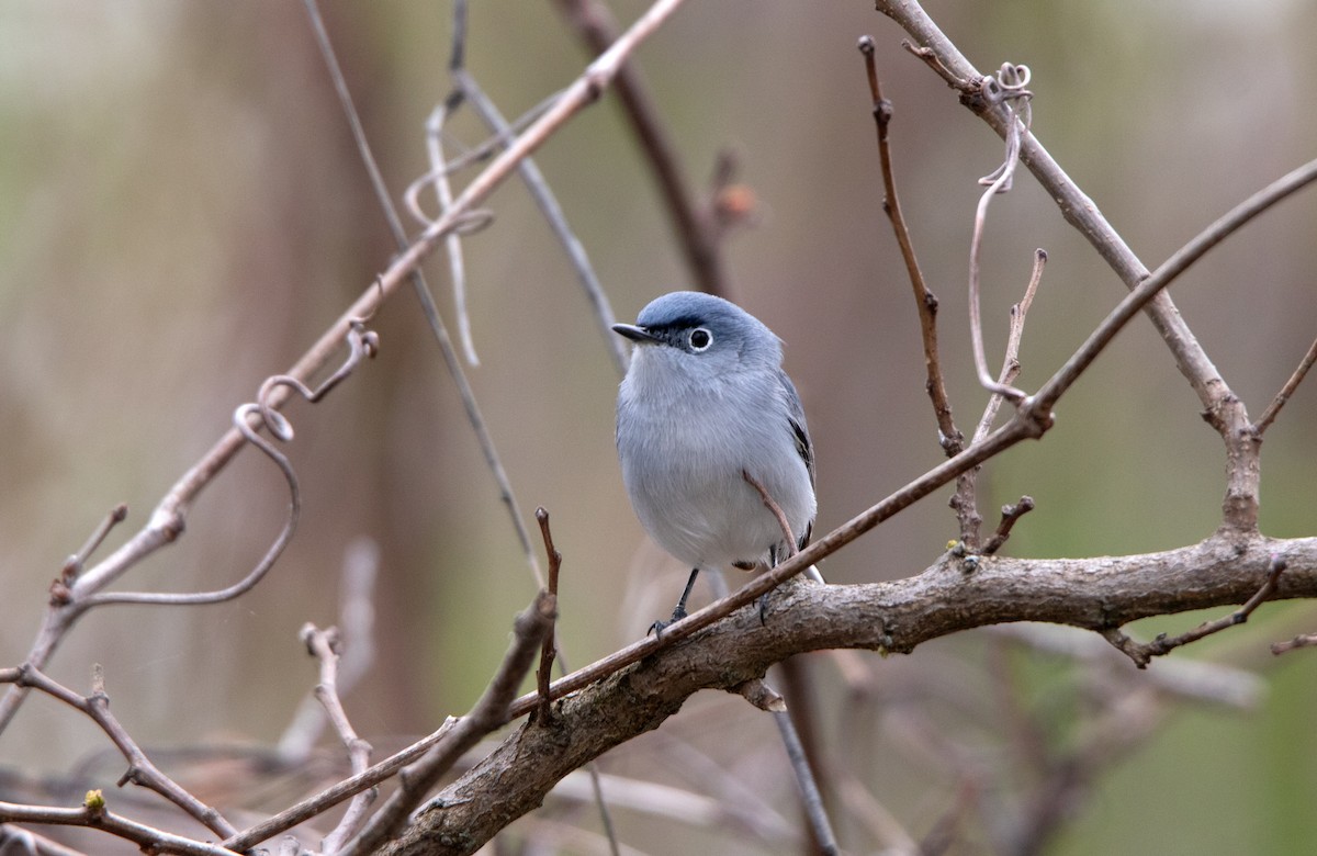 Blue-gray Gnatcatcher - Annika Anderson