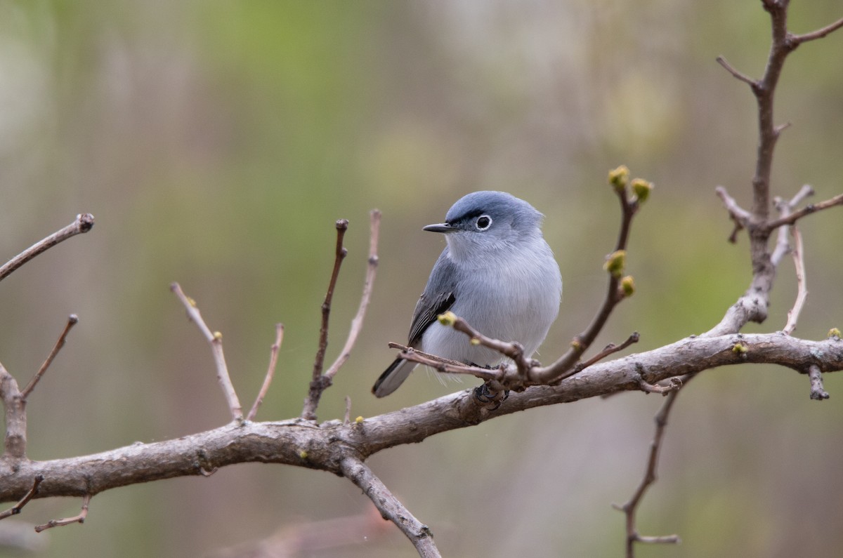 Blue-gray Gnatcatcher - Annika Anderson