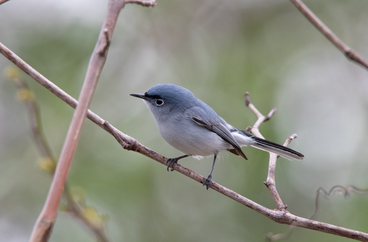 Blue-gray Gnatcatcher - Annika Anderson