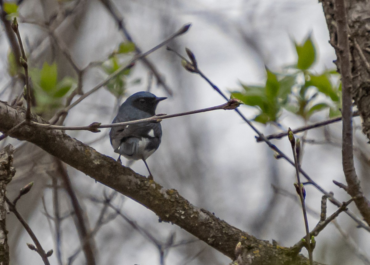Black-throated Blue Warbler - ML618336630