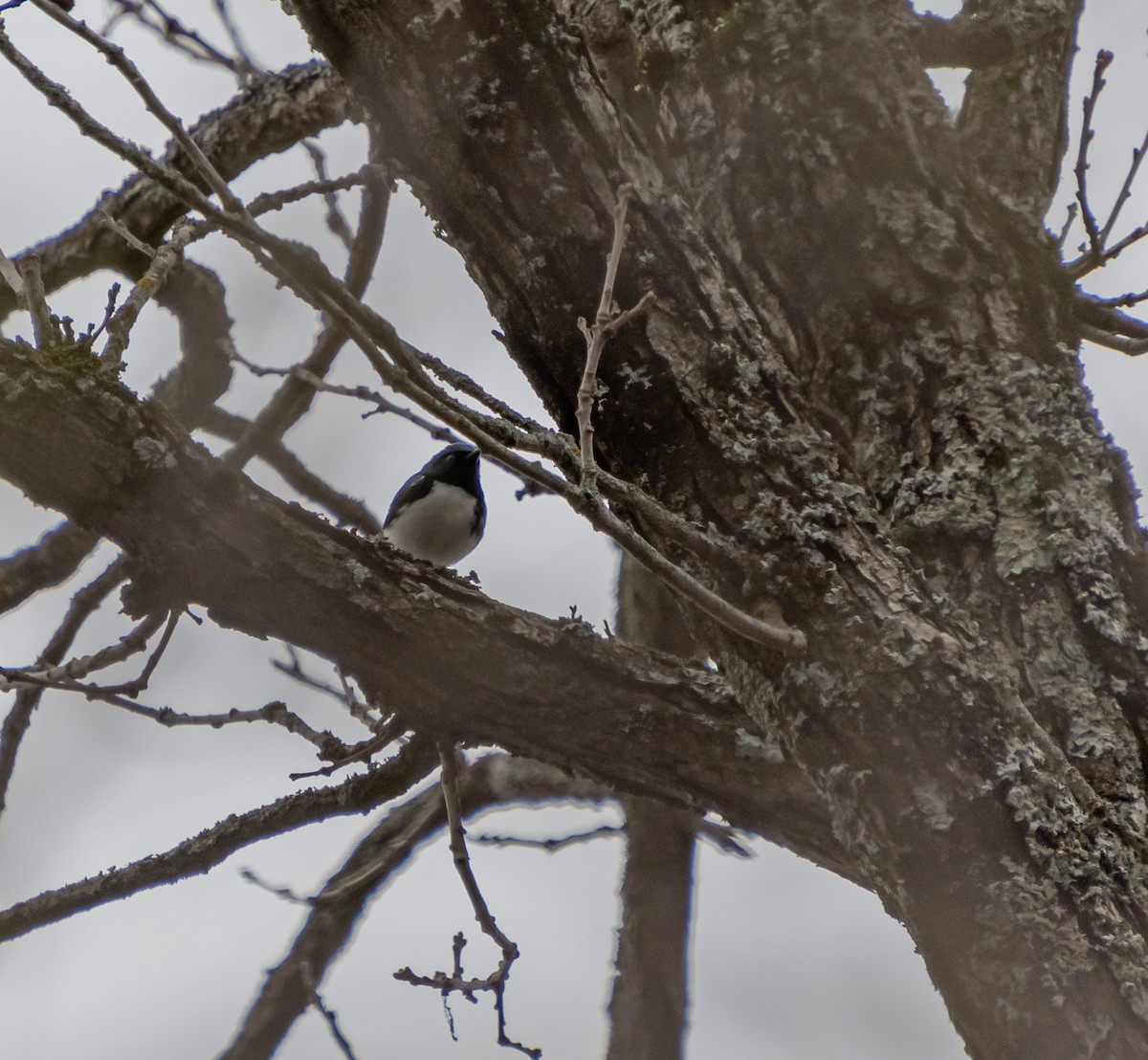 Black-throated Blue Warbler - ML618336631