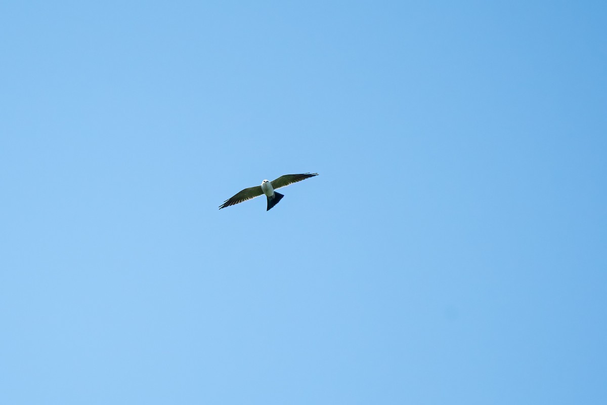 Mississippi Kite - ML618336638