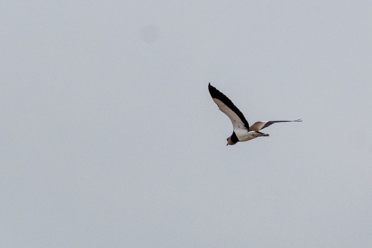 Southern Lapwing (cayennensis) - ML618336641