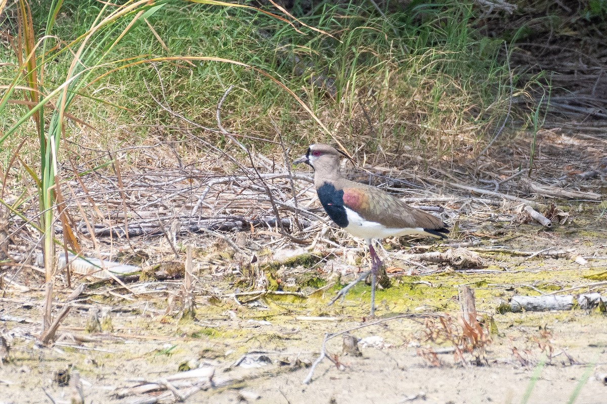 Southern Lapwing (cayennensis) - ML618336643