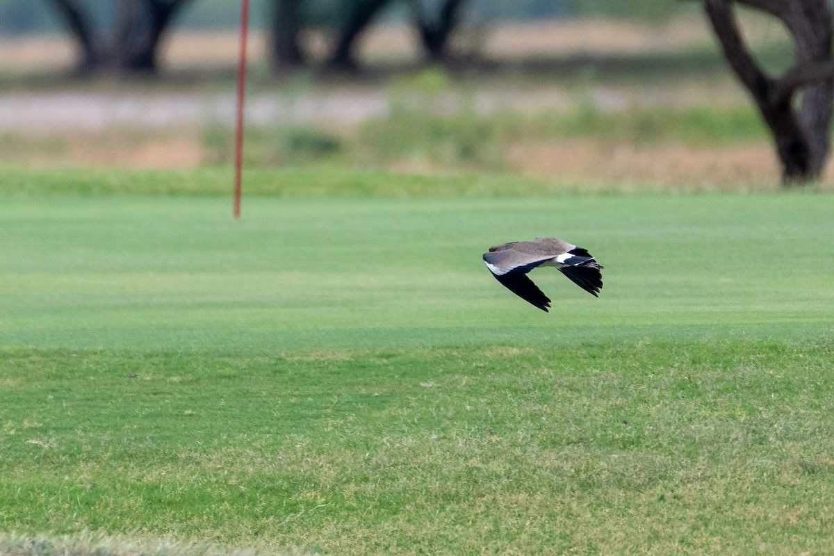 Southern Lapwing (cayennensis) - ML618336644