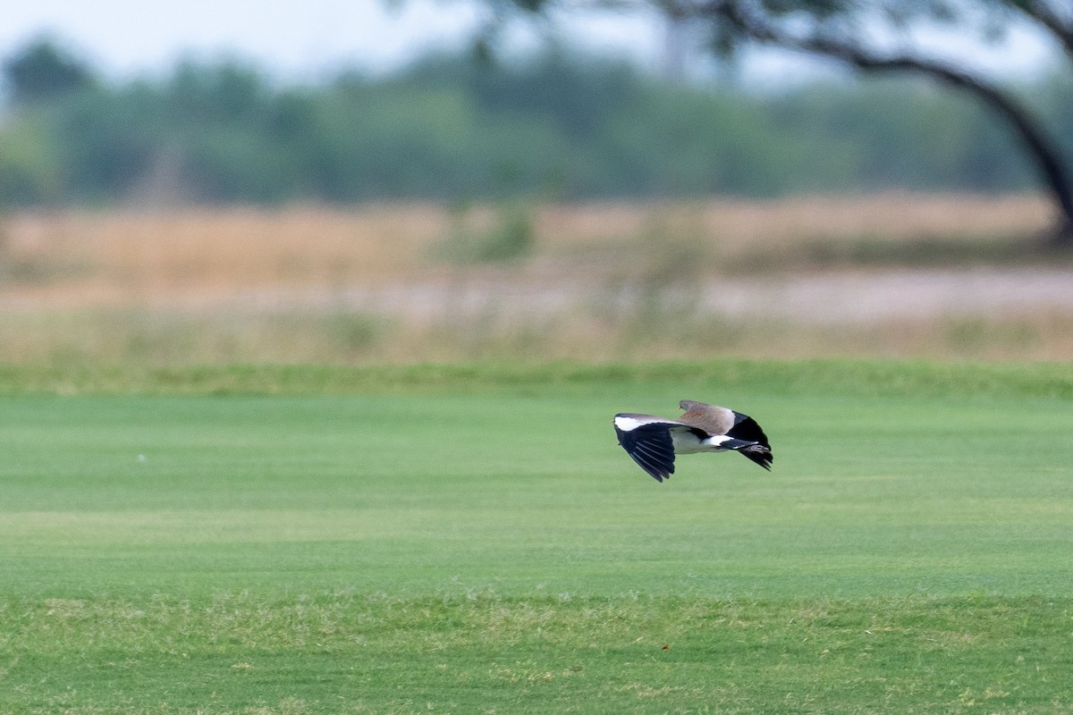 Southern Lapwing (cayennensis) - ML618336645