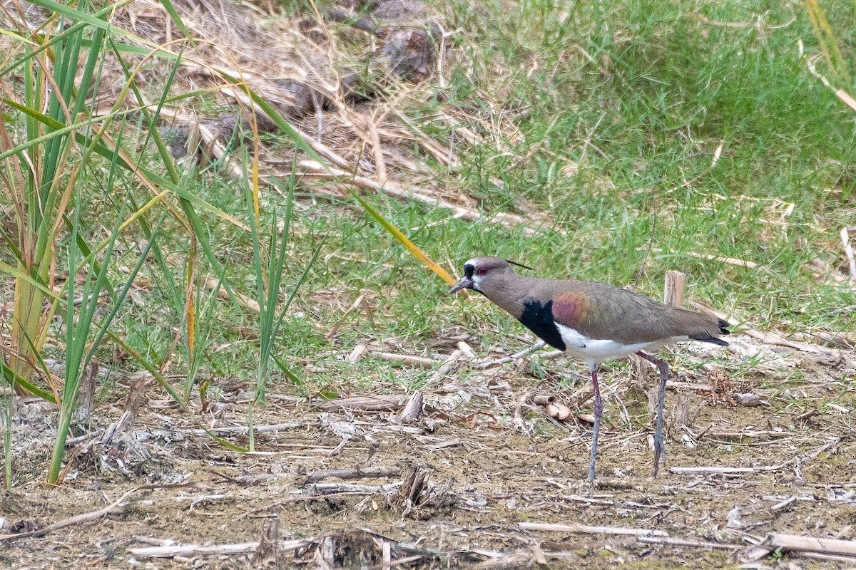 Southern Lapwing (cayennensis) - ML618336646