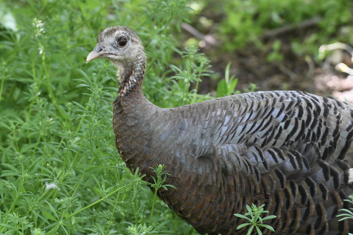 Wild Turkey - ML618336679