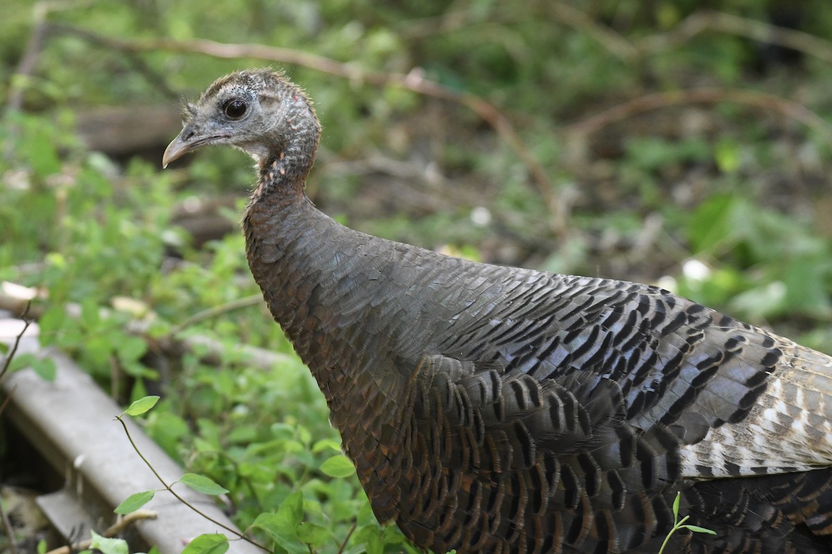 Wild Turkey - ML618336685