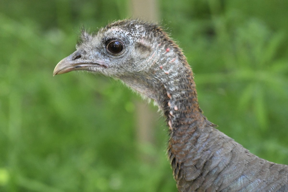 Wild Turkey - ML618336688