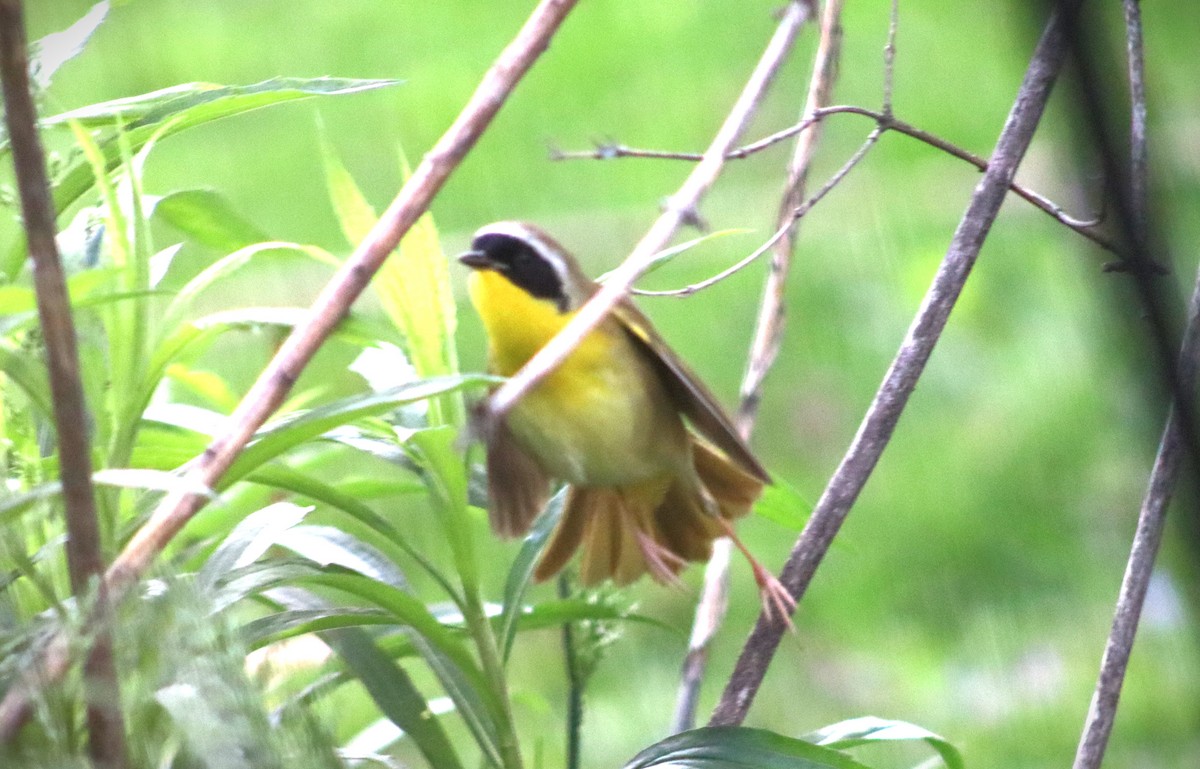 Common Yellowthroat - ML618336779