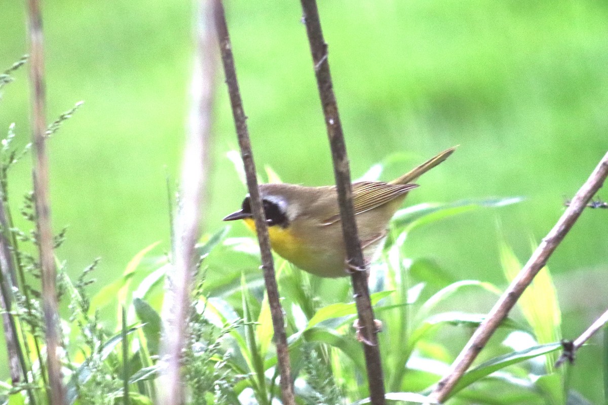 Common Yellowthroat - rachel purdy