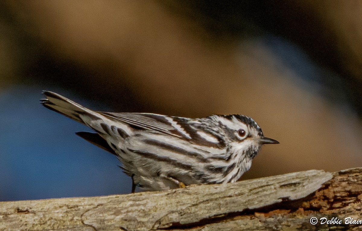 Black-and-white Warbler - Debbie Blair