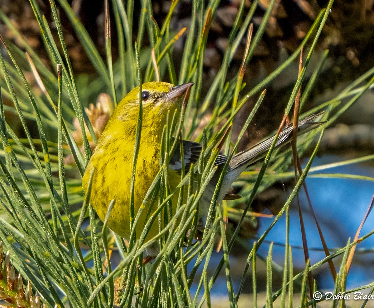 Pine Warbler - Debbie Blair