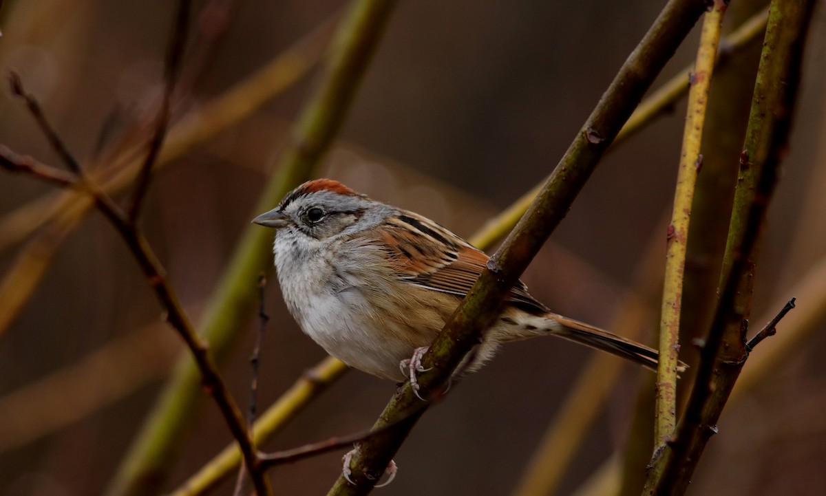 Swamp Sparrow - Real Gauthier