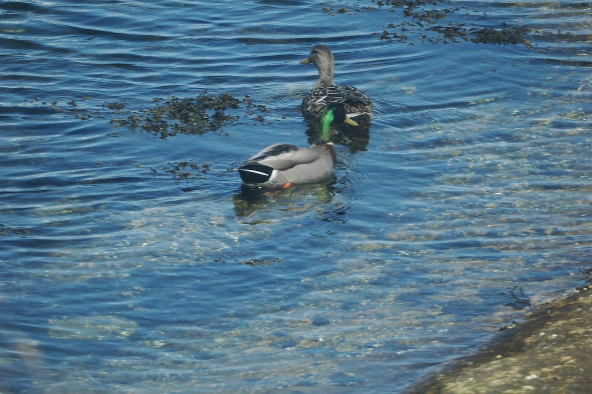 Canard colvert - ML618336931