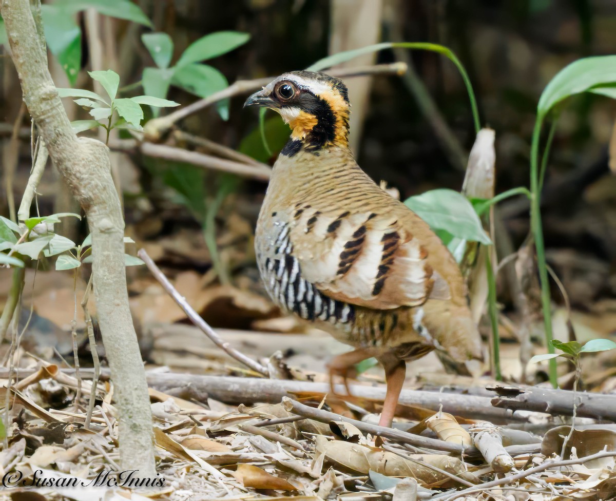 Orange-necked Partridge - Susan Mac