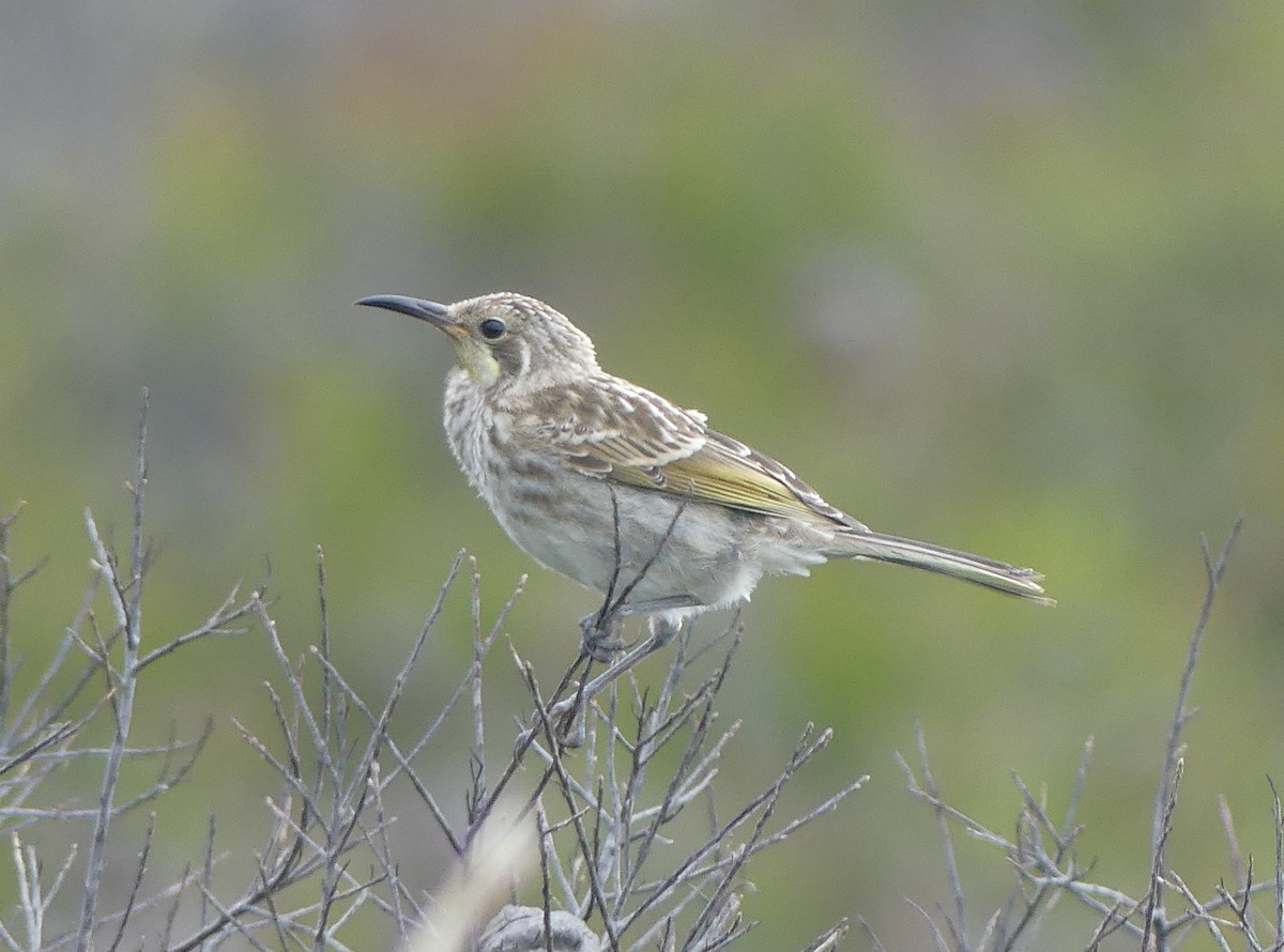 Tawny-crowned Honeyeater - ML618336991