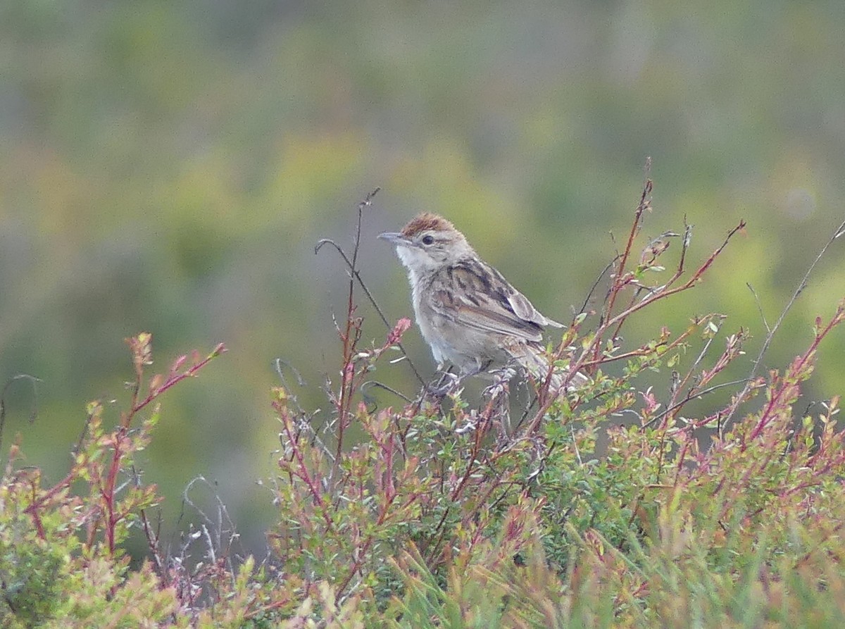 Tawny Grassbird - ML618337000