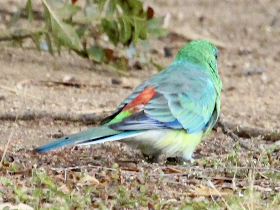 Red-rumped Parrot - ML618337004